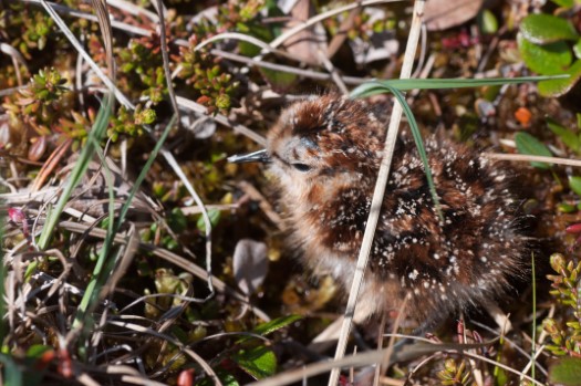 Least Sandpiper chick